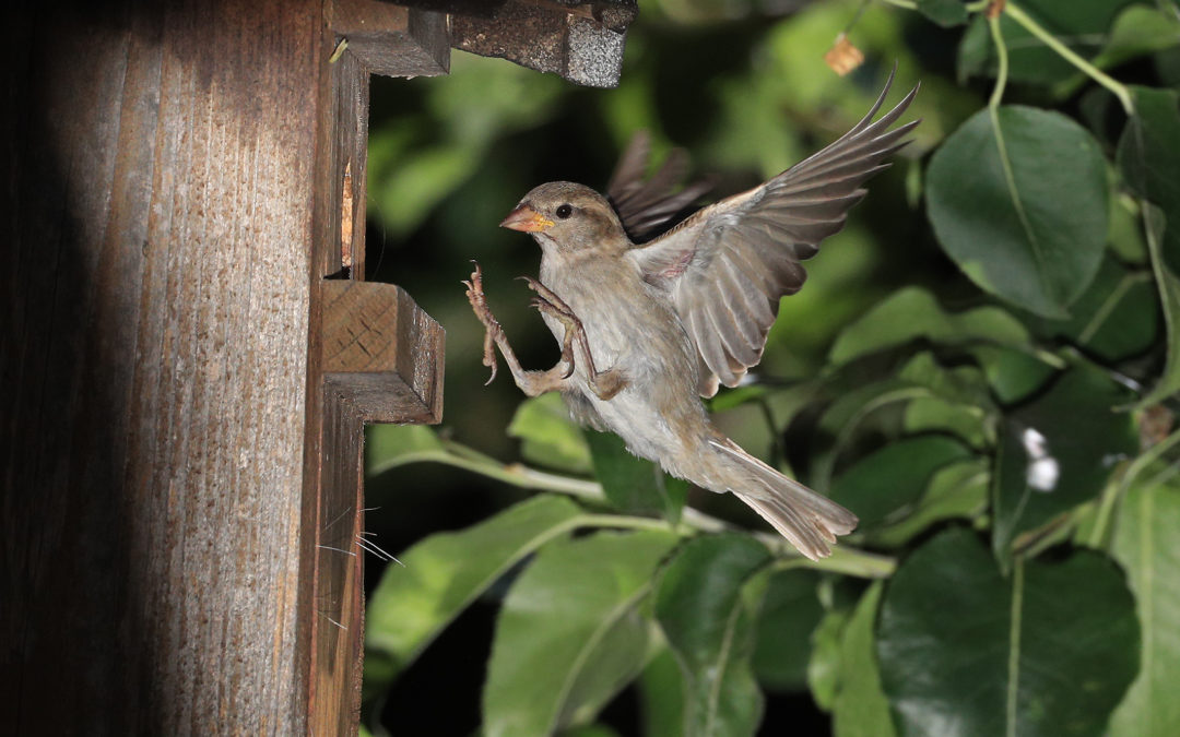 Vogelbeobachtung auf dem NaturGut Ophoven