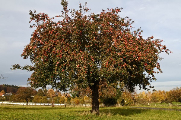Faszinierende wertvolle Streuobstwiesen
